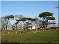 Ty-croes - a pleasant smallholding near Wylfa Head