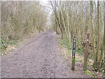 TQ6361 : North Downs Way in Trosley Country Park by David Anstiss