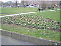 Early Spring flowers in Hempsted Road