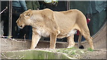 TQ2883 : Lioness at London Zoo by Peter Trimming