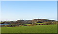 View across grazing land towards pits at the base of Mynydd Parys