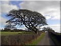 Wind Beaten Tree