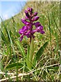 Early Purple Orchis (Orchis mascula) by Harwood Beck