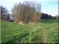 Footpath junction near polytunnels