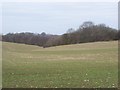 Valley View of Wrinsted Wood