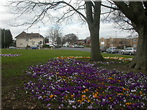 SZ0796 : Northbourne, crocuses by Mike Faherty