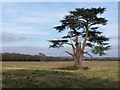 Isolated tree in field adjacent to Old Salisbury Lane