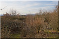 View from Knowle Hill viewing mound, Fair Oak