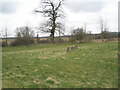 Isolated gravestones within the churchyard of St Peter ad Vincula, Colemore