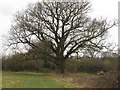 Veteran Pedunculate Oak