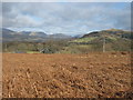 Dead bracken near Ty