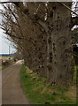 Warren Hill Farm, near Hotham