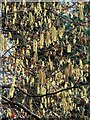 Catkins, Higher Ramshill Lane