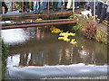 Duck Race, River Lim