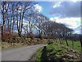 Trees on the roadside near Blaen-ffynnon, Cynwyl Elfed