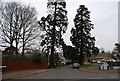 Two tall trees, Springhead, Ferndale