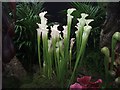 Pitcher plants at Malvern.