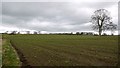 Arable field east of Corneyside