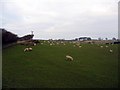 Black Hurworth sheep pasture