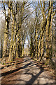 Beech Avenue in Downwards Plantation, Longwood