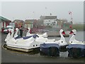 Swans on the boating lake, Queen