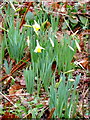 Wild daffodil, Narcissus pseudonarcissus