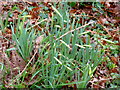 Wild daffodil, Narcissus pseudonarcissus