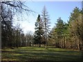 Two fir trees in a picnic area on Boddington Hill