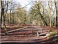 Woodland Track on Boddington Hill