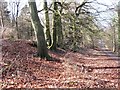 Trees on the Iron Age Bank