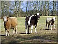 Cattle near Avon