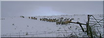 NS4754 : Sheep in wintry conditions by Mark Nightingale