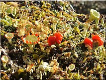 NS3678 : A lichen - Cladonia diversa by Lairich Rig