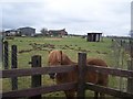 Friendly pony in Spion Kop Farm