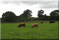 The Nant Newydd herd of Highland Cattle