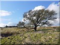 Tree east of Sandyway Heads, Ingoe