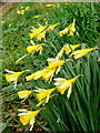 SO7025 : Wild daffodil, Narcissus pseudonarcissus by Jonathan Billinger
