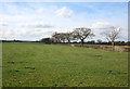 Pasture near High Farm, Minshull Vernon