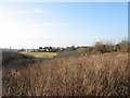 Marshy valley floor west of the brick factory