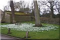 Snowdrops at The Yews, Long Lane, Worrall