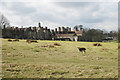 TQ5454 : Deer next to Knole House by Oast House Archive
