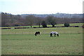 Horses in Field near Irelands Farm