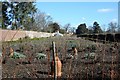 Vegetable Garden, Down House