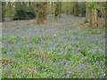 Bluebells in Abbott St copse