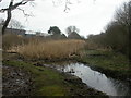 Bourne Valley Nature Reserve, bog pool