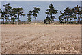 Stubble field and trees, Fordham