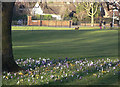 Crocuses in Woodthorpe Grange Park