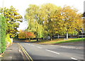 Autumn colour at Hanging Hill Lane, Hutton