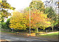 More autumn colour at Hanging Hill Lane