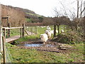 Sheep hesitate before crossing a stream, Branscombe